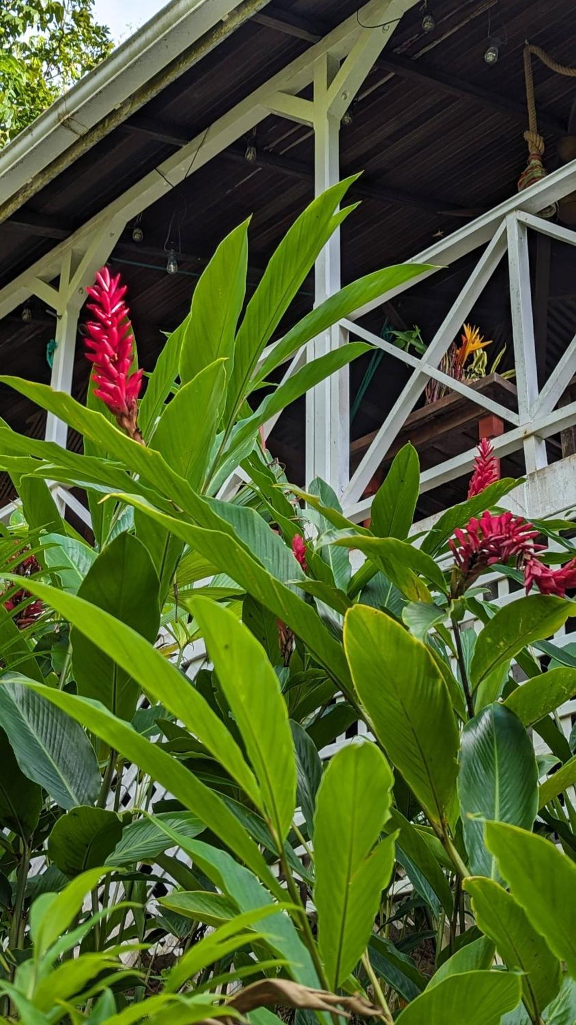 Ecolodges Karet Deshaies Exterior foto